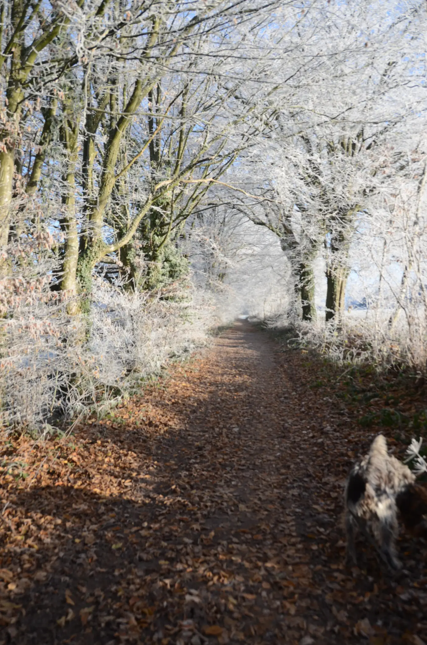 Cottage for 2 people in Gesves Les Cabanes des Pierreux : Ralf